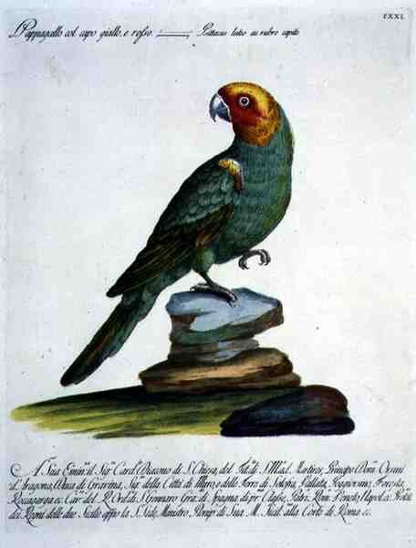 Papagaio, c.1767-76 (gravação a cores à mão) de Italian School