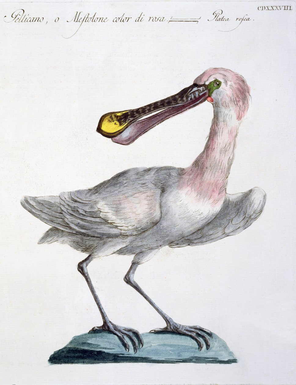 Pelicano, c.1767-76 (gravura colorida à mão) de Italian School