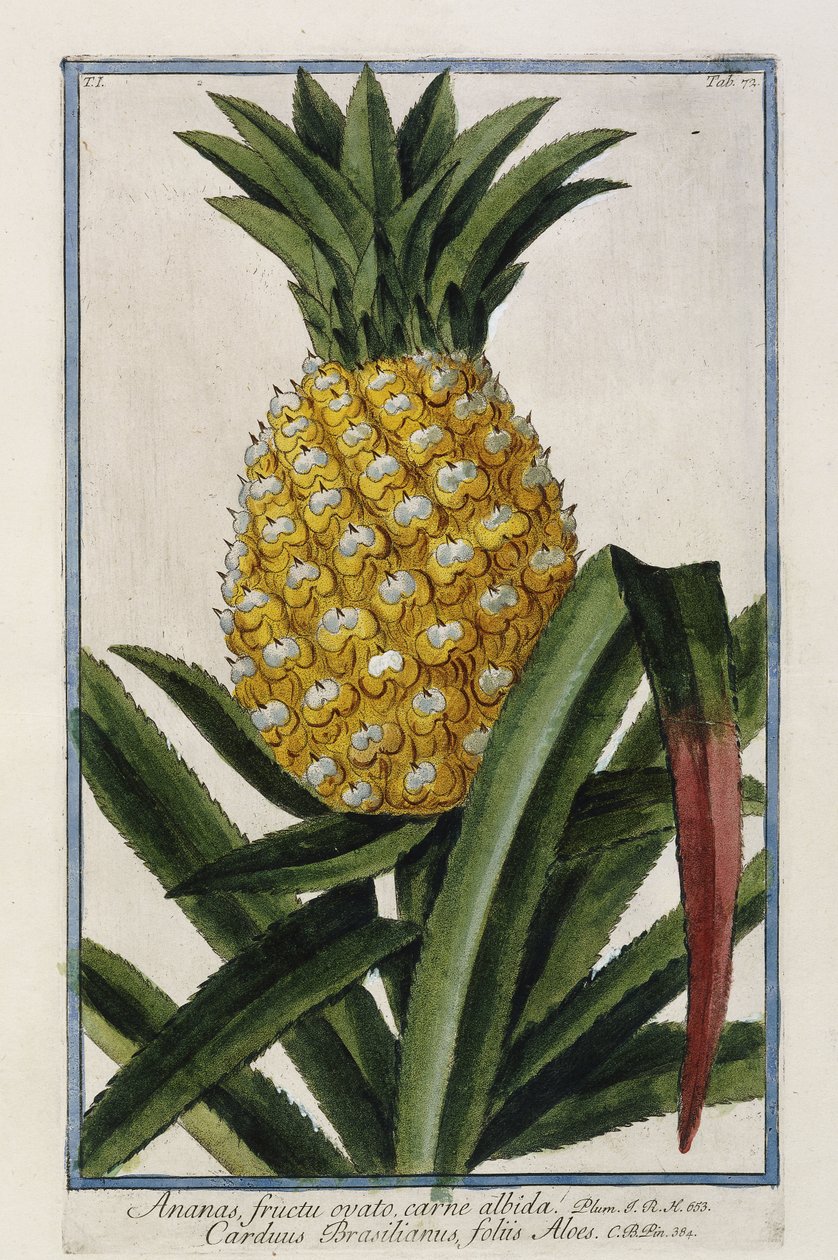 Abacaxi, 1772-1784 de Italian School