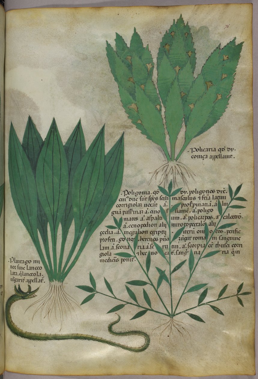 Plantas com folhas grandes e largas. Uma cobra, c.1440 (tinta e cor sobre velino) de Italian School