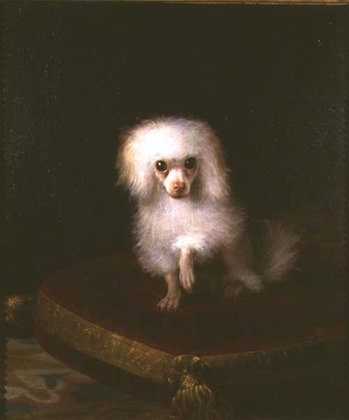 Caniche numa almofada de Italian School