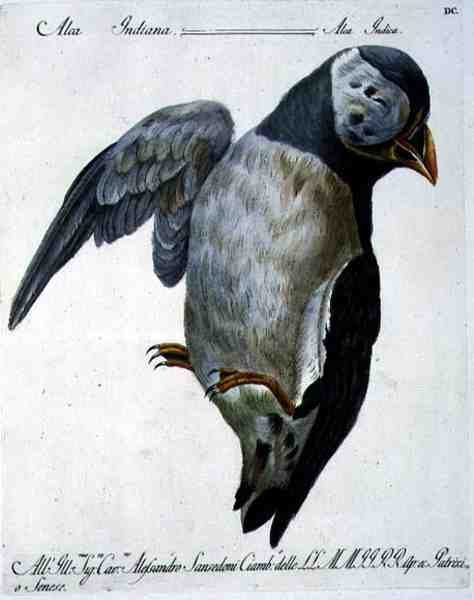 Puffin, c.1767-76 (gravação a cores) de Italian School