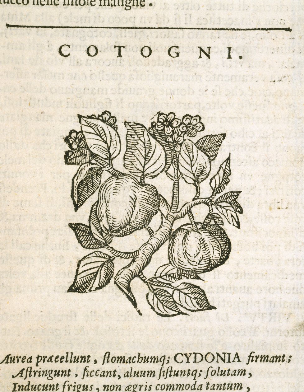 Quince (Cydonia oblonga), gravura de Castore Durante de Italian School