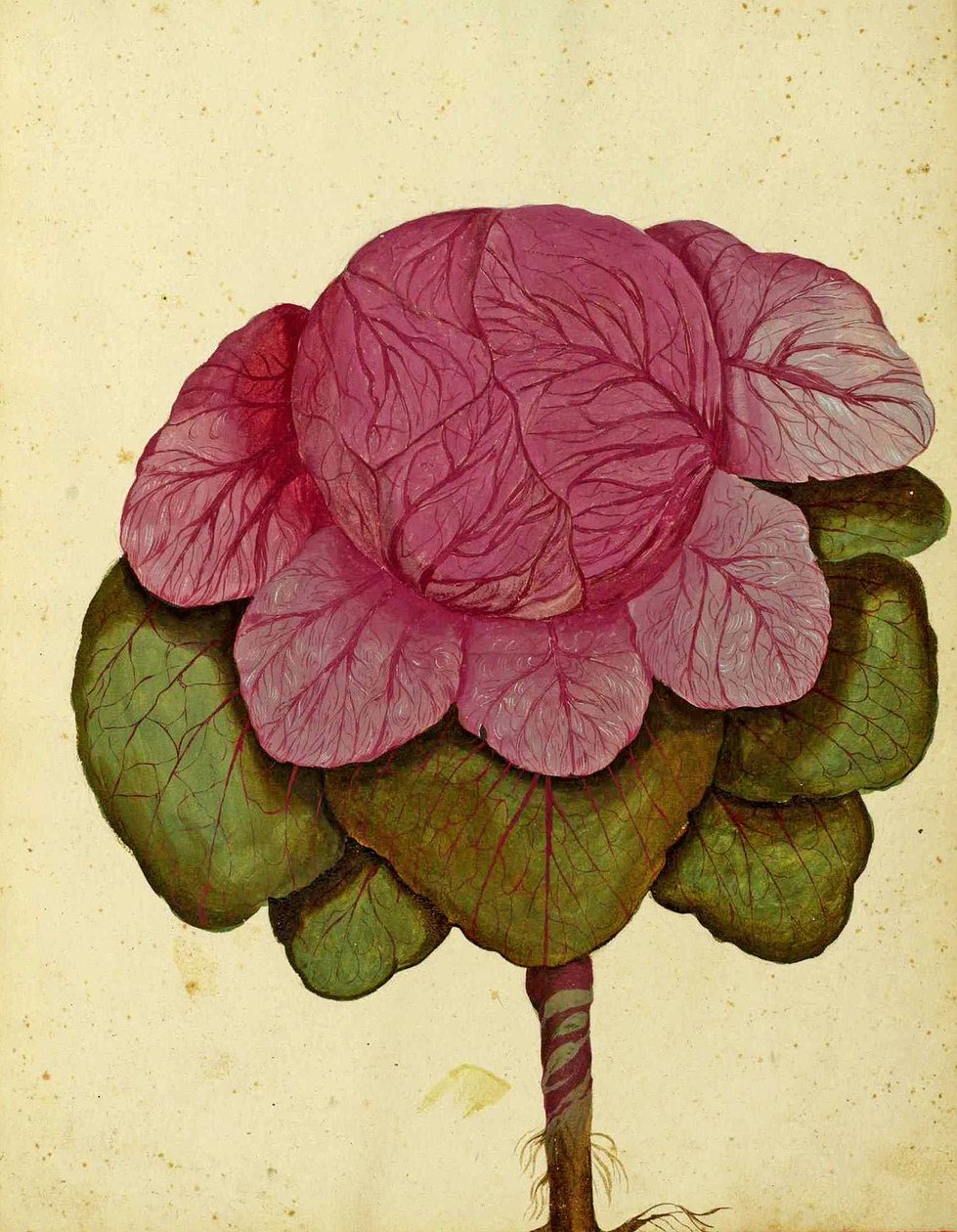Sabugo de repolho de Verona por Ulisse Aldrovandi de Italian School