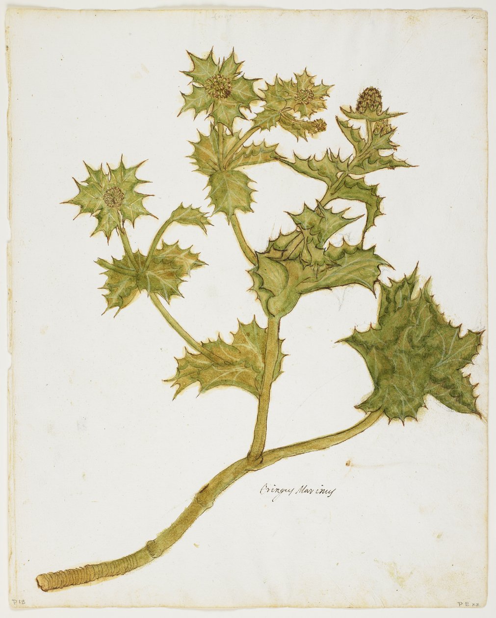 Azevinho do Mar (Eringium Maritimum) (wc e têmpera no papel) de Italian School