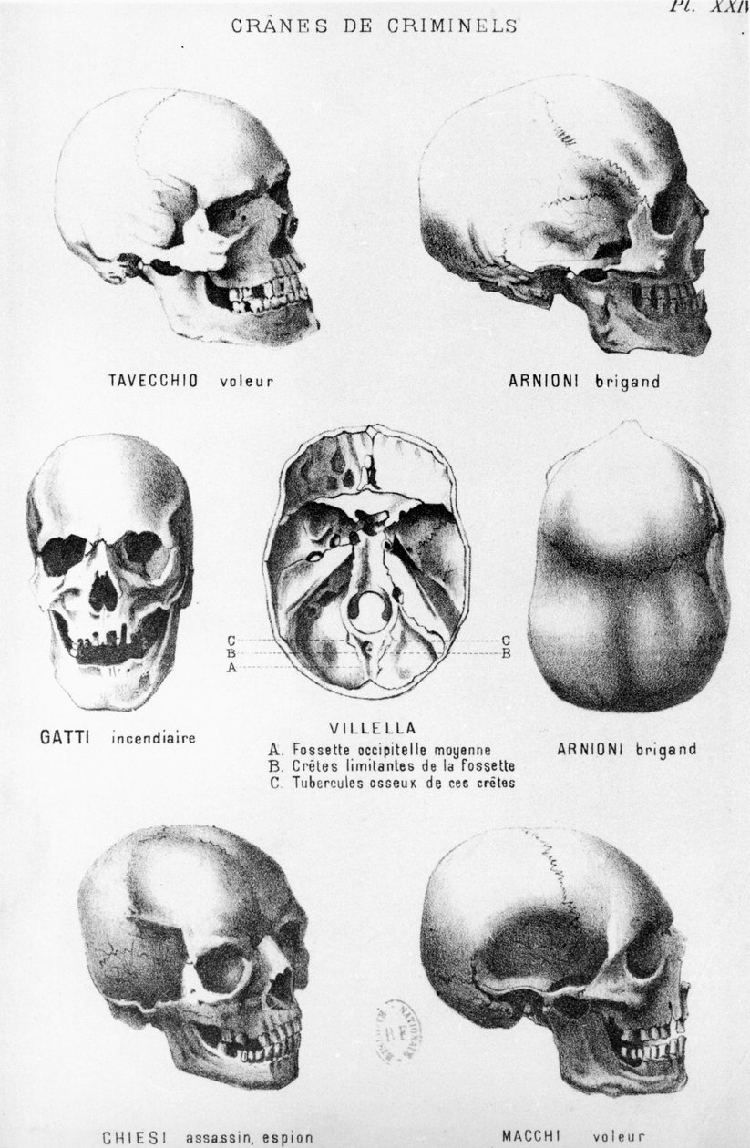 Skulls of Murderers, de LHomme Criminel de Cesare Lombroso (1835-1909), publicado por Felix Alcan, 1887 de Italian School
