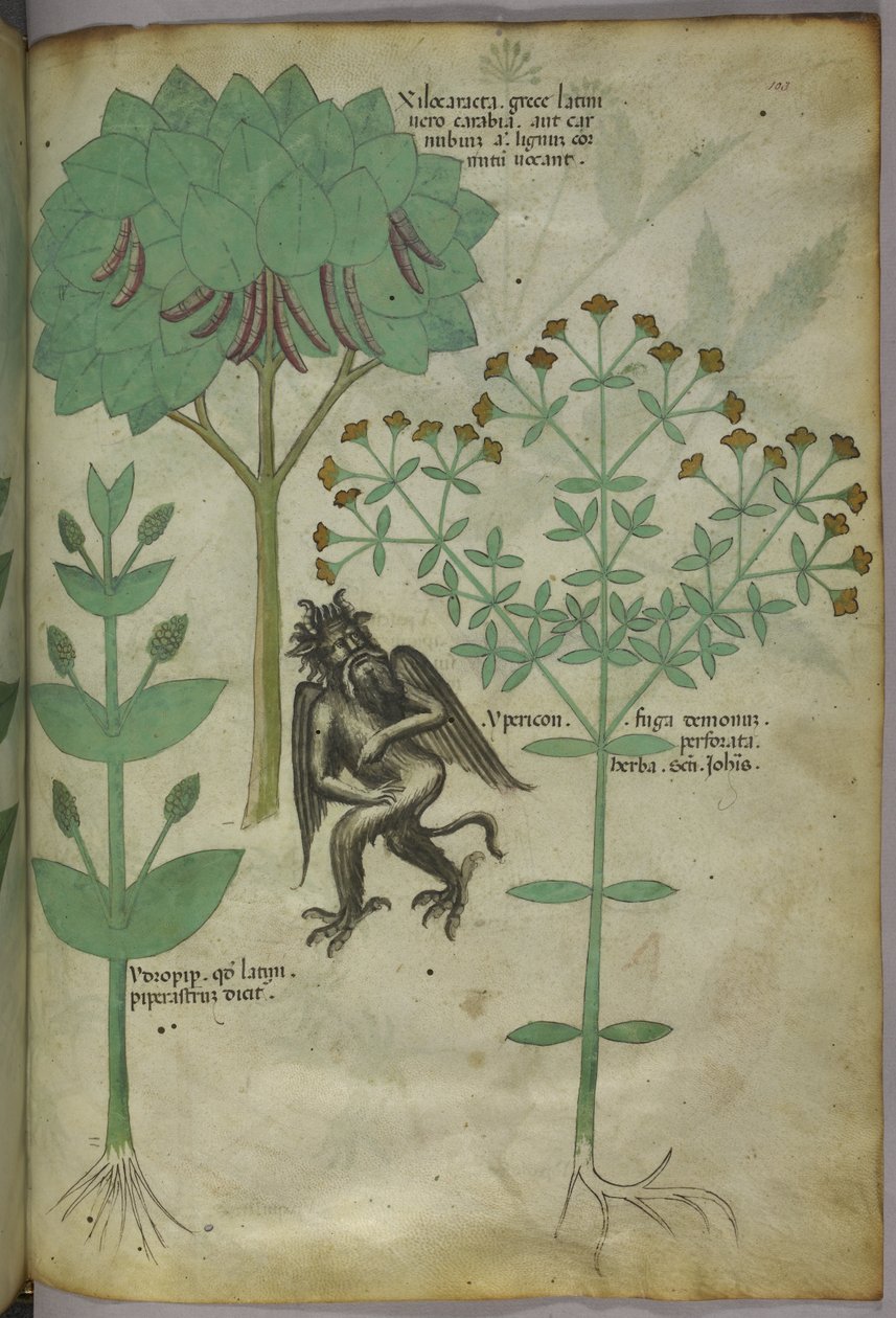 Sloane 4016 f.103 Miniatura de plantas e um demônio: a erva Ypericon, demônios supostamente repelidos, de 