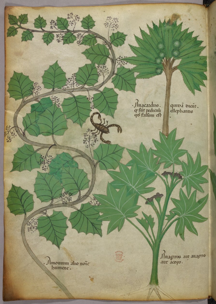 Sloane 4016 f.3v Botanical Illustration, c.1440 (vellum) de Italian School