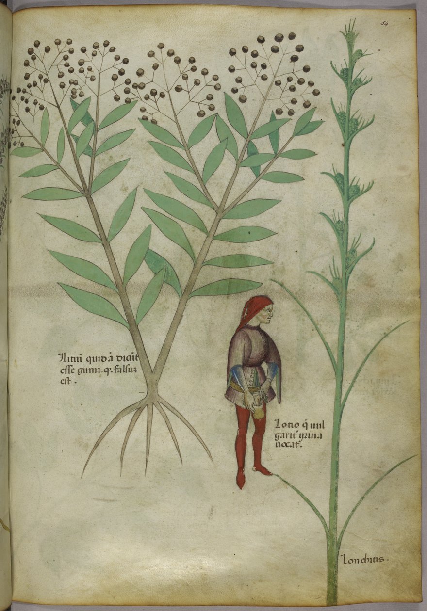Sloane 4016 f.54 Homem urinando em um pote, de 