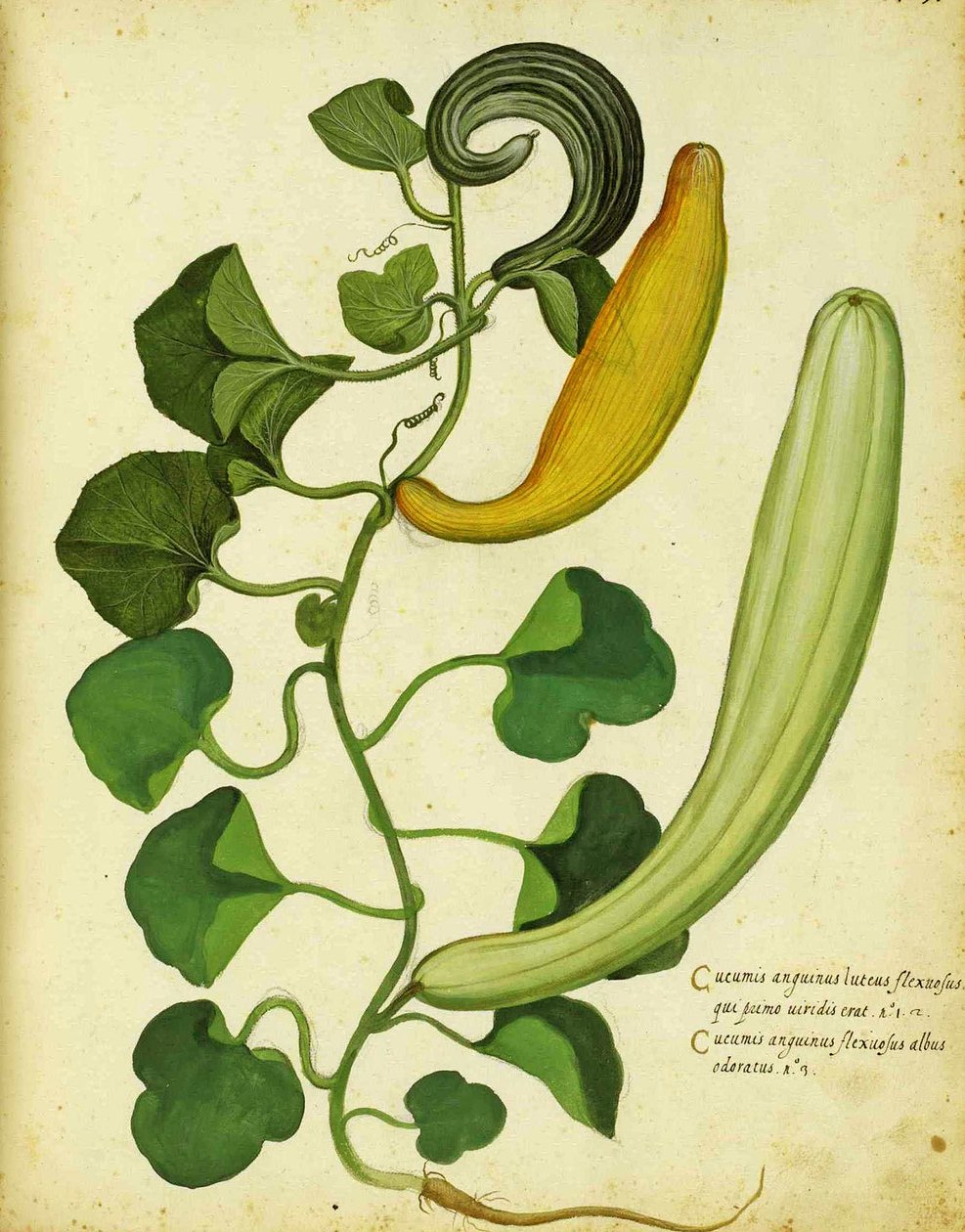 Cabaça cobra por Ulisse Aldrovandi de Italian School