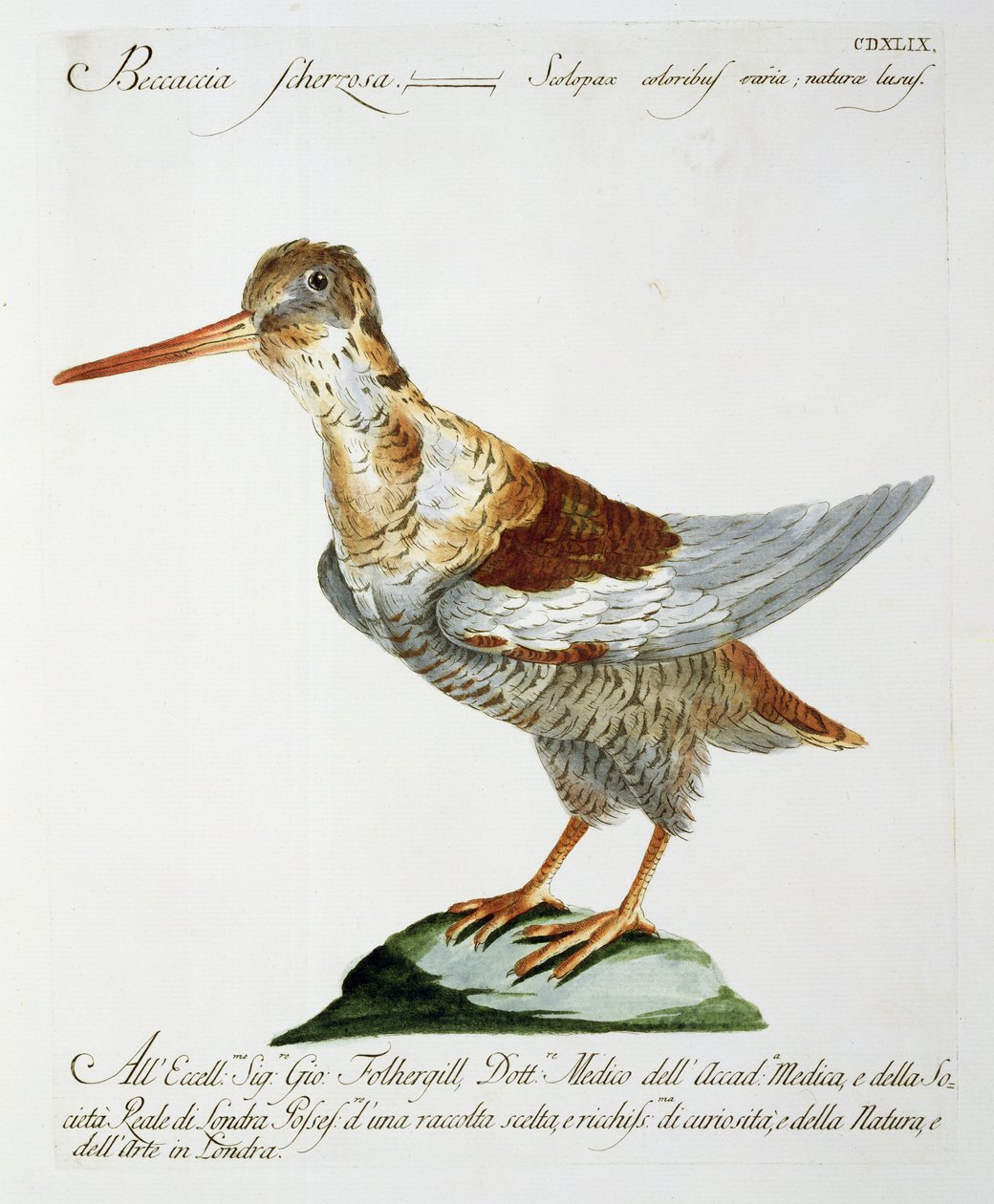 Narceja, c.1767-76 (gravura colorida à mão) de Italian School