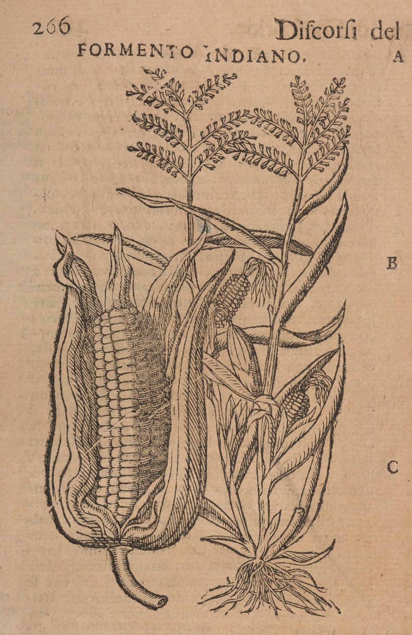 Discursos de M. P. A. Matthioli, corrigidos e aumentados. Com números retirados de plantas e animais vivos naturais, num número muito maior do que os outros impressos mais tarde, p.266 de Italian School
