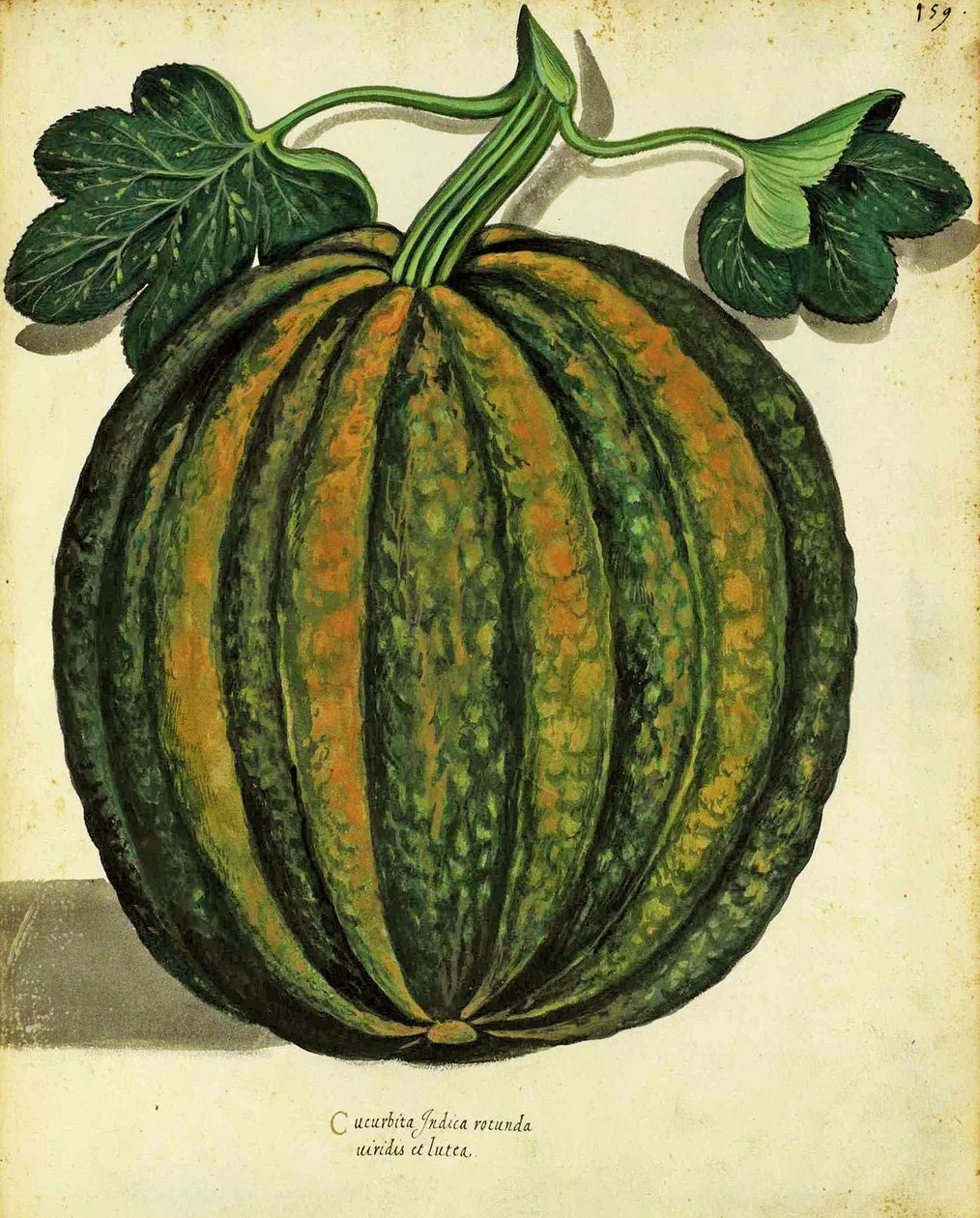 Squash por Ulisse Aldrovandi (1522 - 1605) prato publicado em Piante Fiori Frutti (gravura colorida à mão). de Italian School