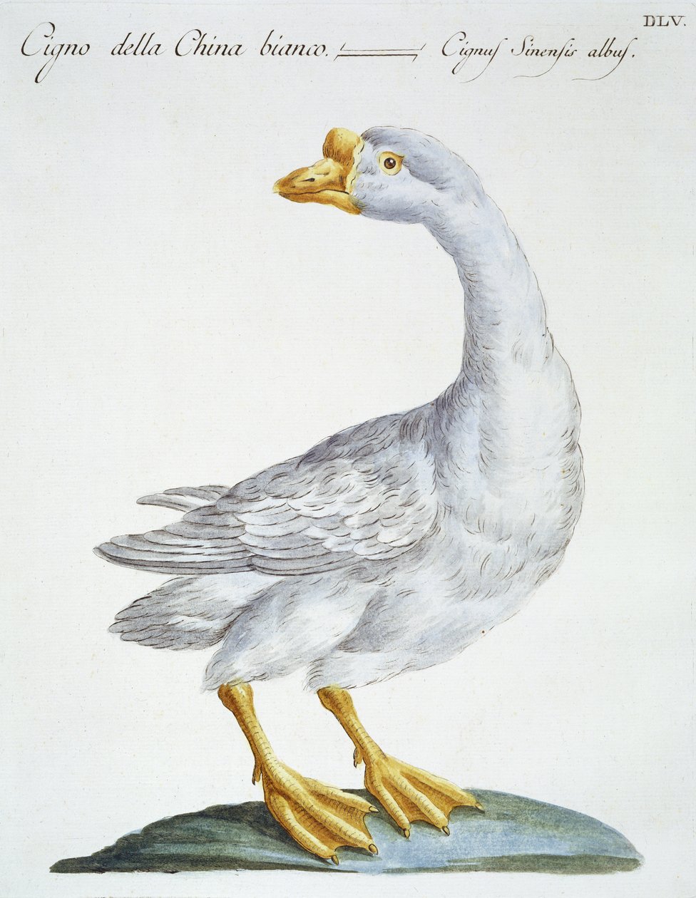 Cisne, c.1767-76 (gravura colorida à mão) de Italian School