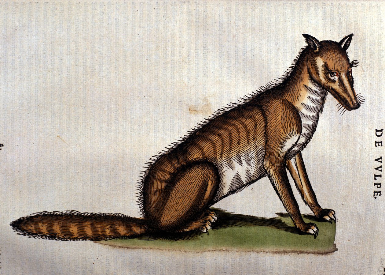 A raposa, ilustração de lHistoria Aminalium por Conrad Gesner, 1560 de Italian School