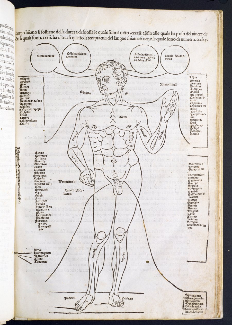 A Anatomia Masculina, de Fascilulus Medicinae, de Johannes de Ketham (dc1490), do século 15 ao 16 de Italian School