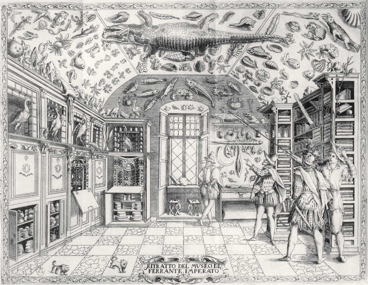 O Museu de História Natural do Imperador Ferdinando III da Historia Naturale pelo bar Ferrante Imperato (1550-1631). em 1672 de Italian School