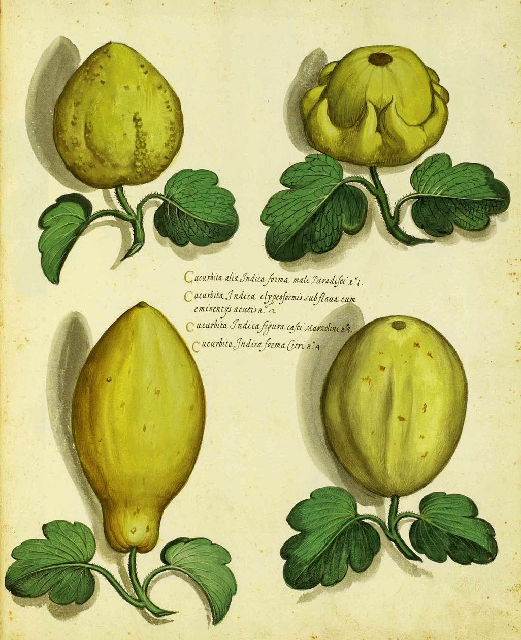 Variedades de squash Heirloom por Ulisse Aldrovandi de Italian School