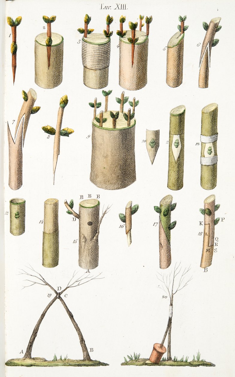 Vários exemplos de enxerto de árvores frutíferas, Placa XIV, de LAtotrophy Or Cultivation DeFiori por Antonio Piccioli, pub.1834 de Italian School
