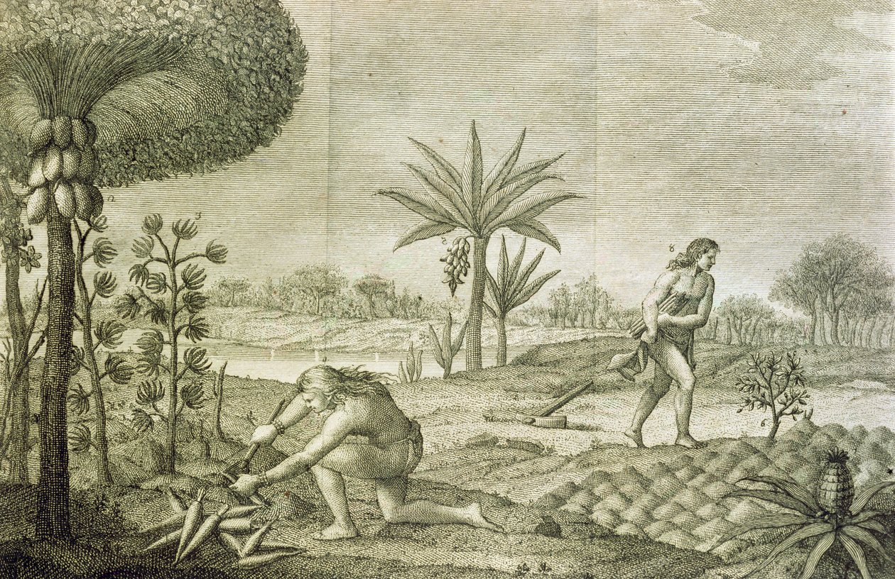 Várias culturas hortícolas dos índios das bacias do Orinoco e do Amazonas (Maranon) de Italian School