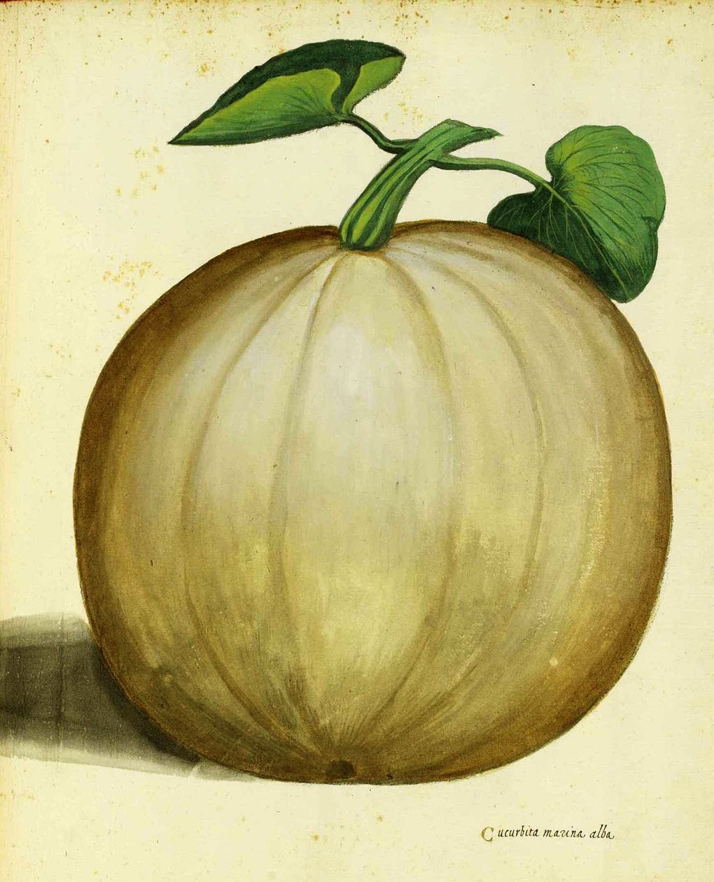 Squash Branco por Ulisse Aldrovandi de Italian School