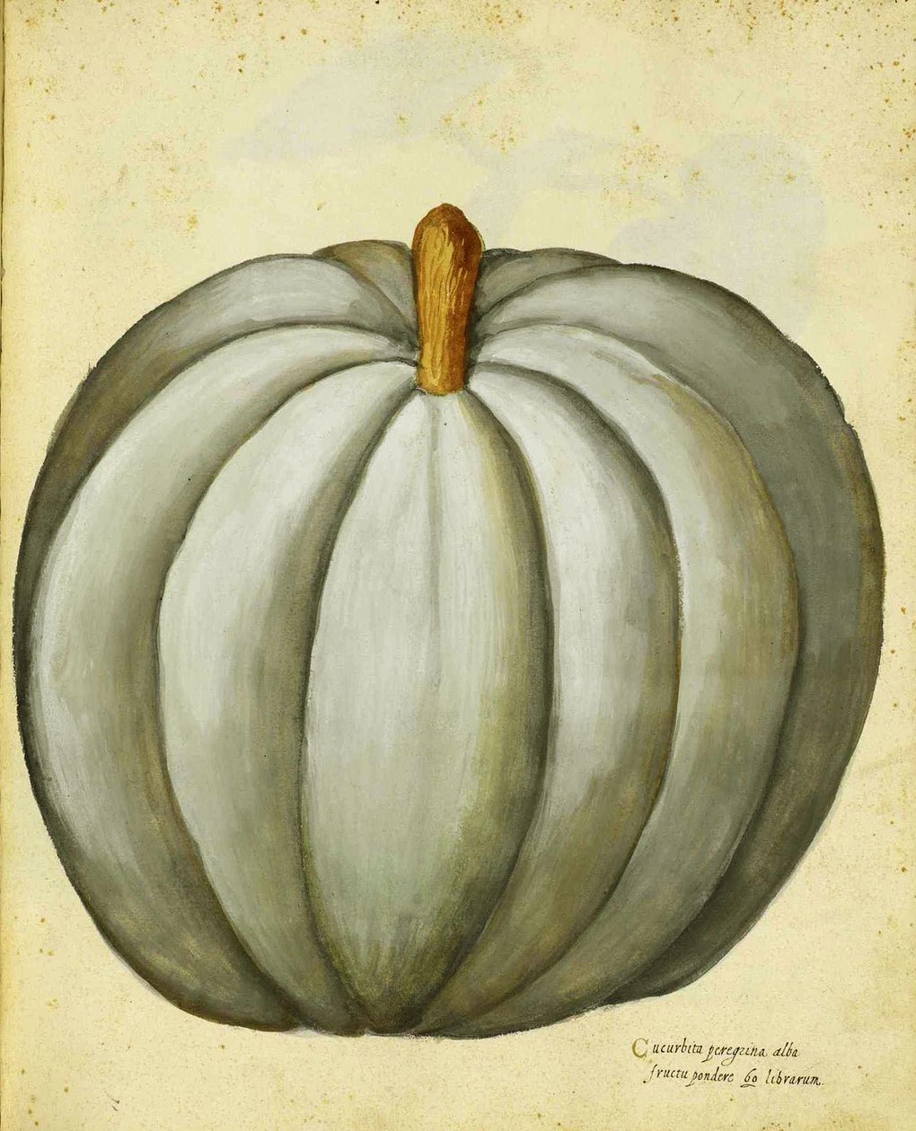 Squash Branco por Ulisse Aldrovandi de Italian School