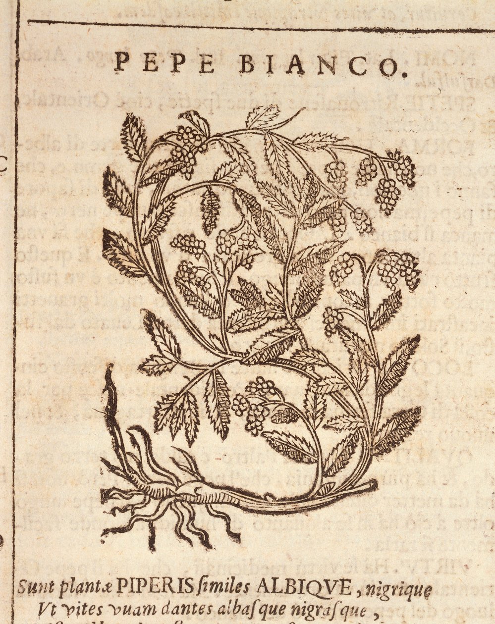 Pimenta branca da planta da pimenta preta (Piper nigrum), gravada pela Castore Durante de Italian School