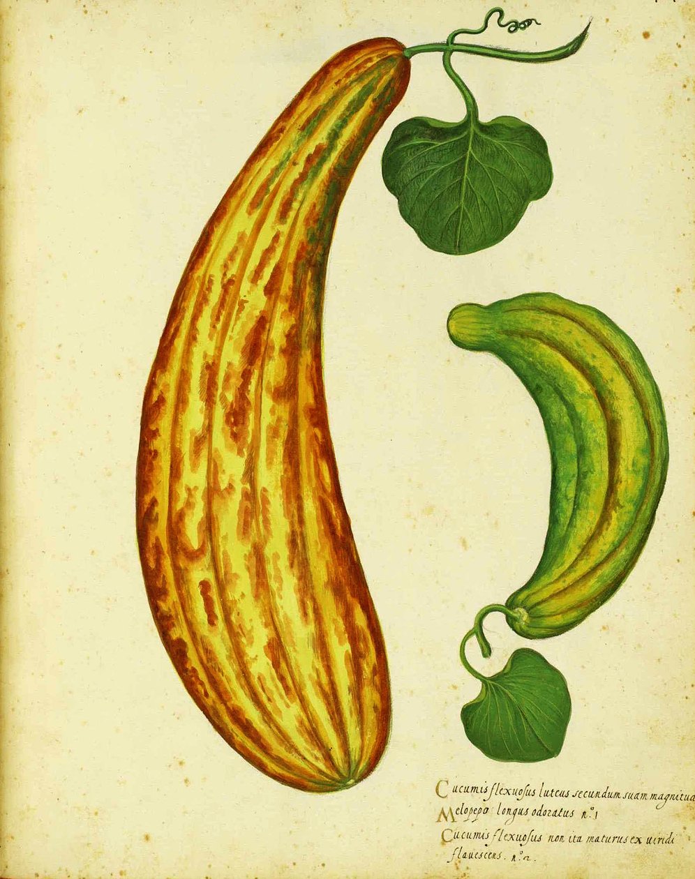 Pepino armênio amarelo por Ulisse Aldrovandi de Italian School
