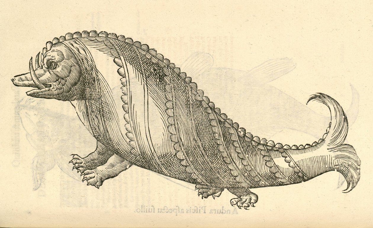 ilustração de Aper Marinus Cetaceus de Aldrovandis History of Monsters, 1642 de Italian School
