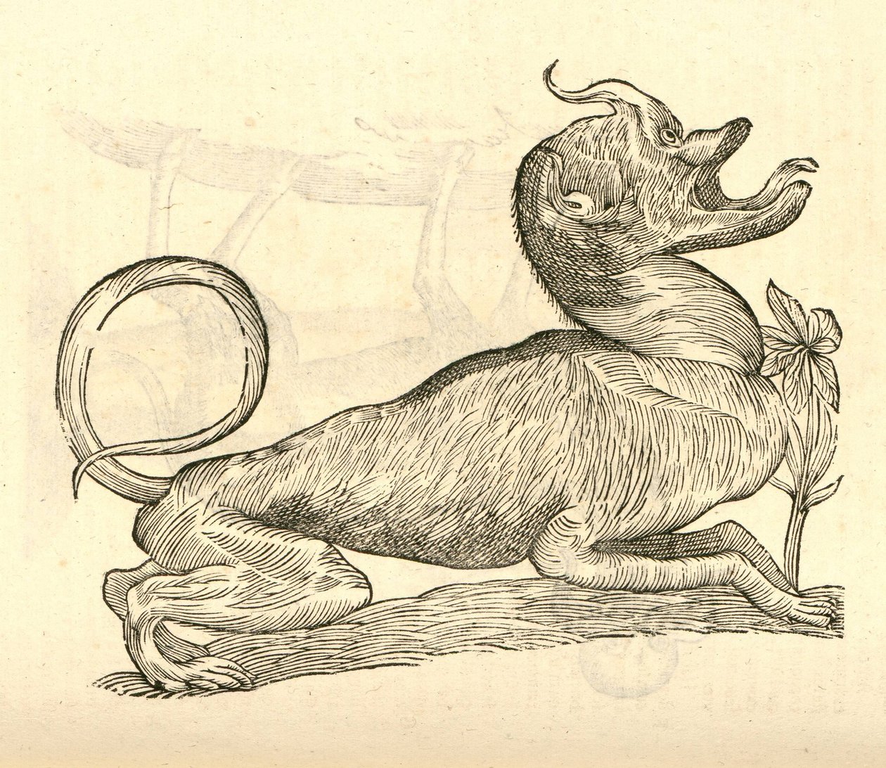ilustração de Canis monstroso capite de Aldrovandis History of Monsters, 1642 de Italian School