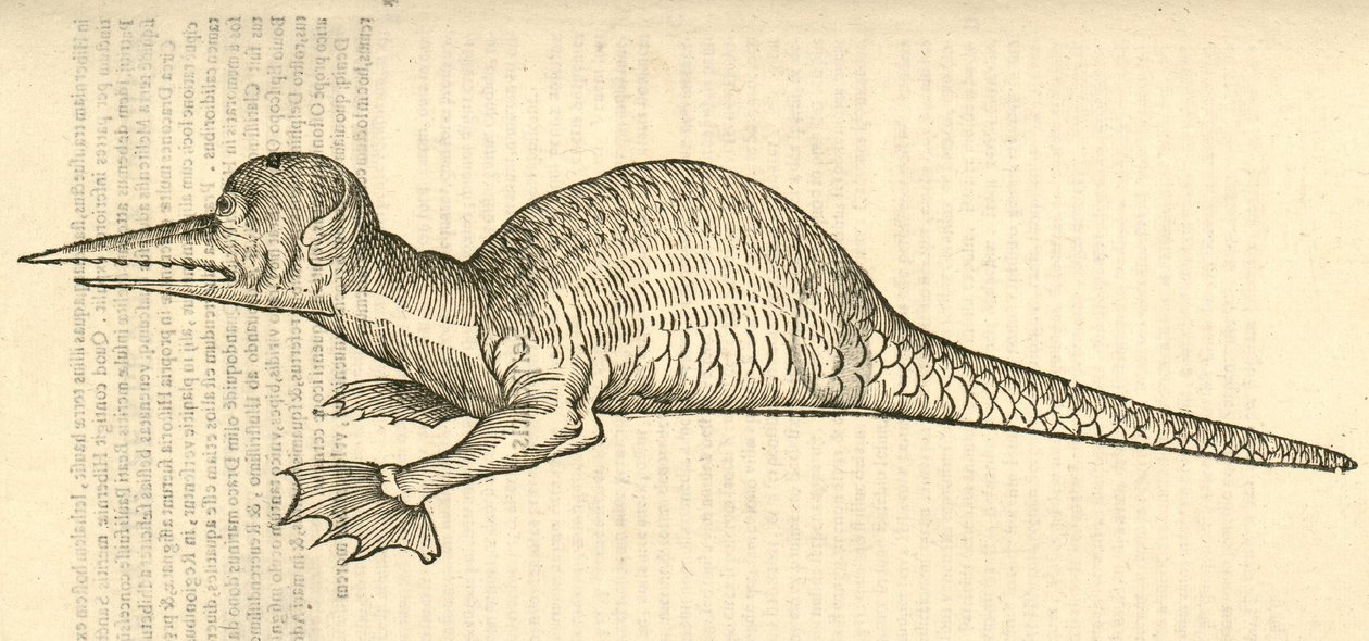 ilustração de Draco marinus monophthalmos bipes de Aldrovandis History of Monsters, 1642 de Italian School