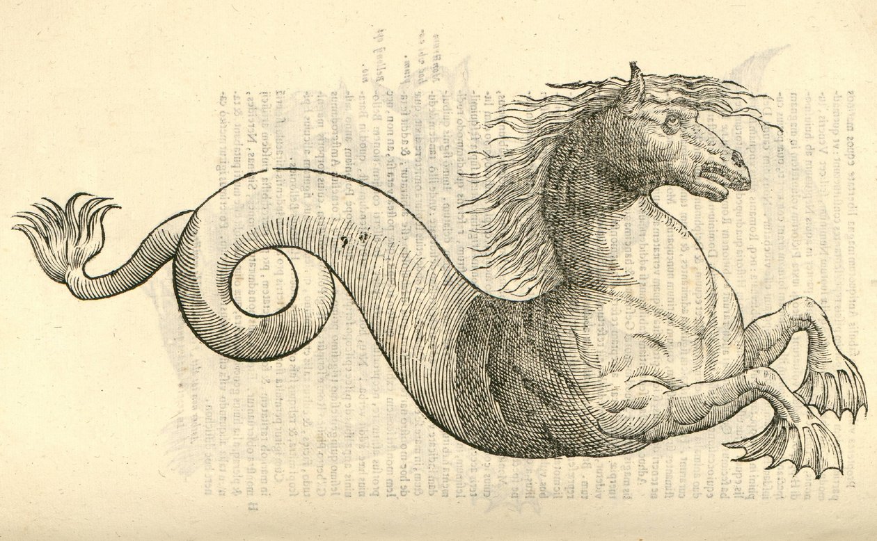 ilustração de Equus marinus monstrosus de Aldrovandis História dos monstros, 1642 de Italian School