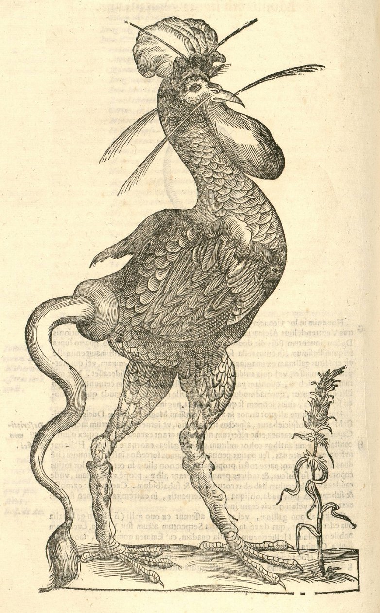 ilustração de Gallus monstrosus de Aldrovandis História dos Monstros, 1642 de Italian School