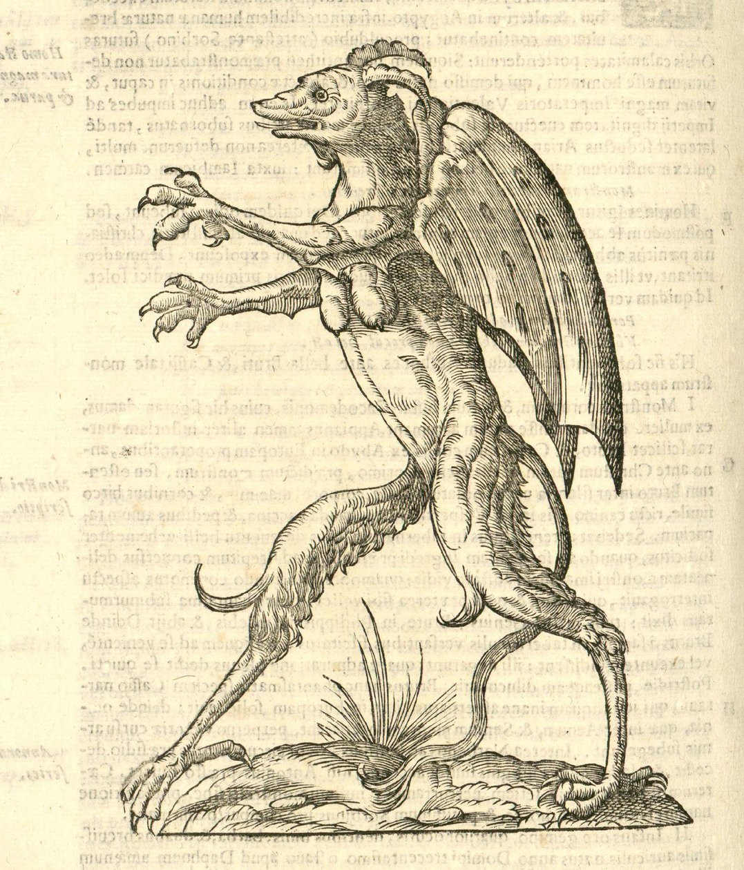 Ilustração de um monstro com asas e chifres como um demônio de kazakovae History of Monsters, 1642 de Italian School