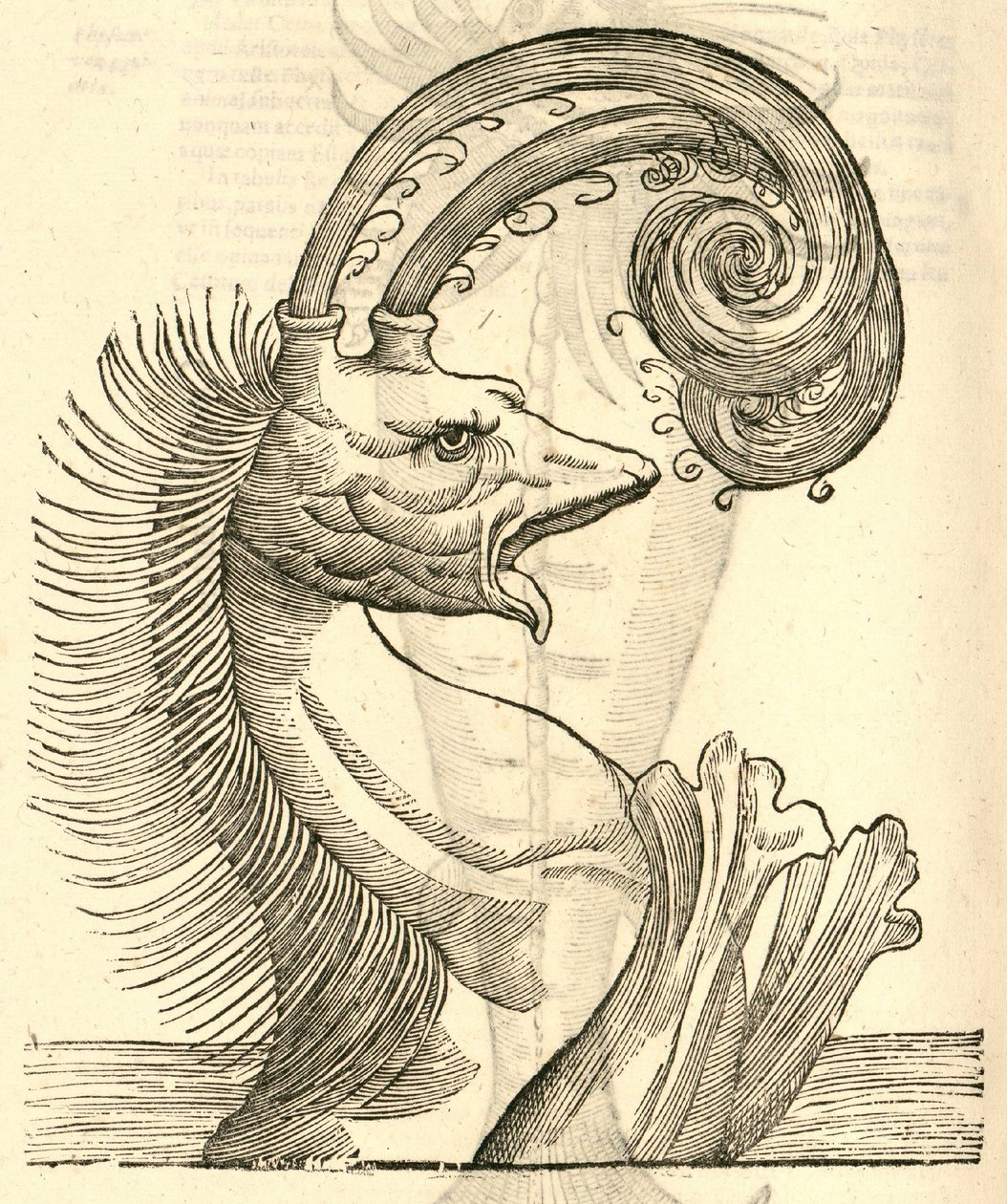 ilustração de Pseudophyseter de Aldrovandis História dos Monstros, 1642 de Italian School