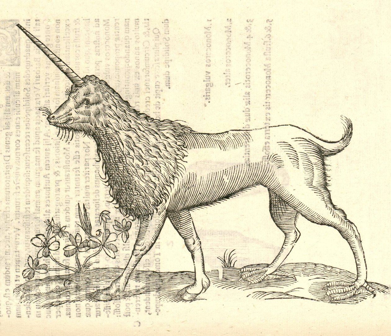 ilustração de uma Camphurch de Aldrovandis História dos monstros, 1642 de Italian School