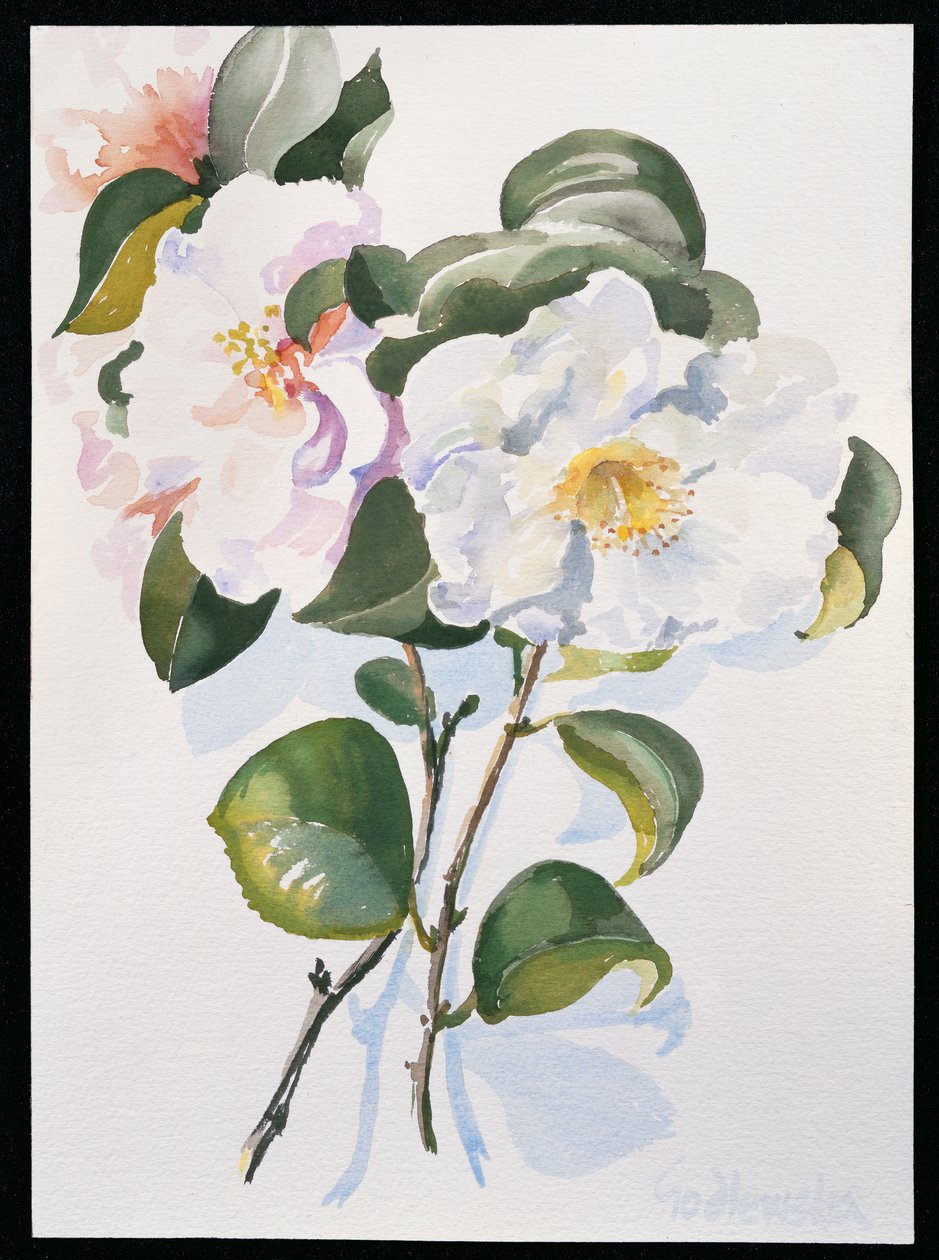 Camelia, 1998 (wc no papel) de Izabella Godlewska de Aranda