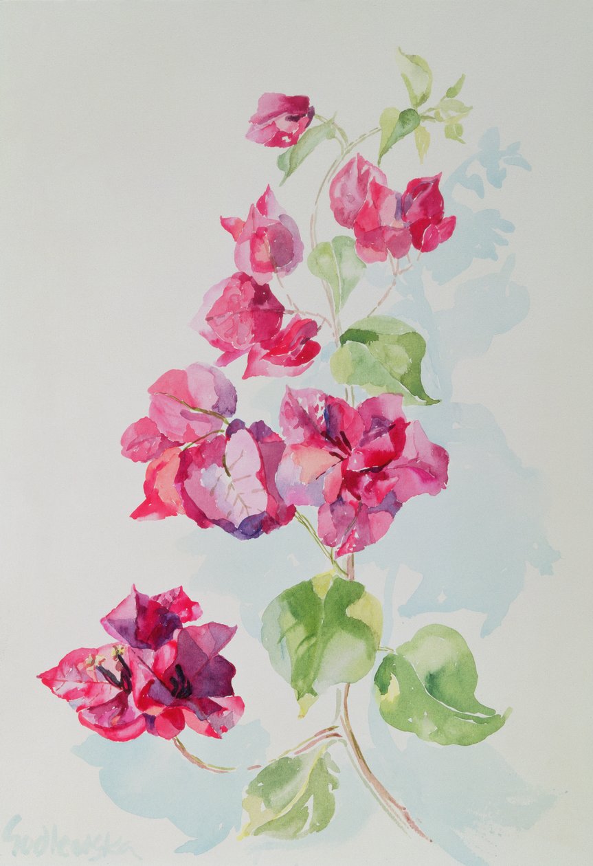 No.2 Bougainvillea Red (wc) de Izabella Godlewska de Aranda