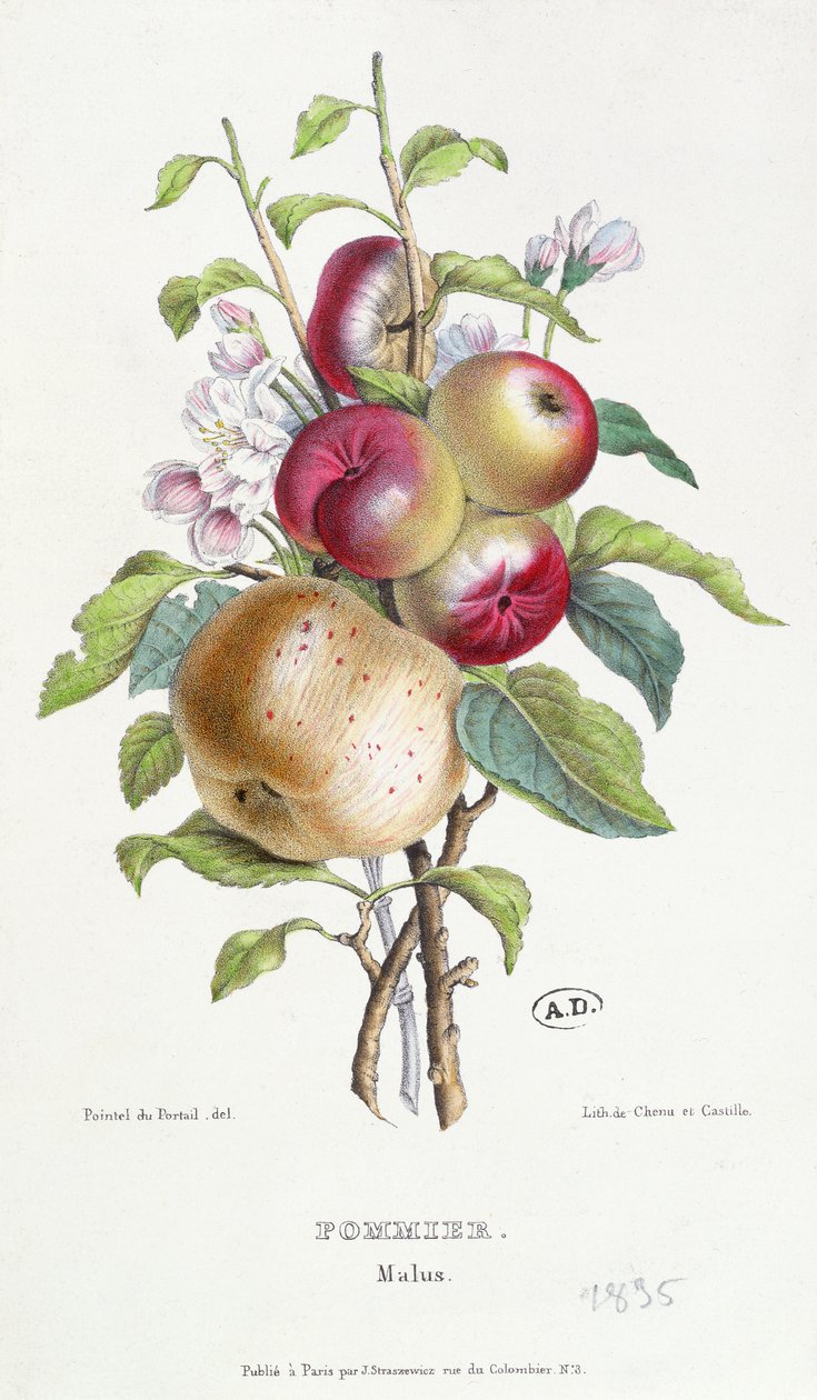 Macieira (Malus), c.1835 de J. B. Pointel du Portail