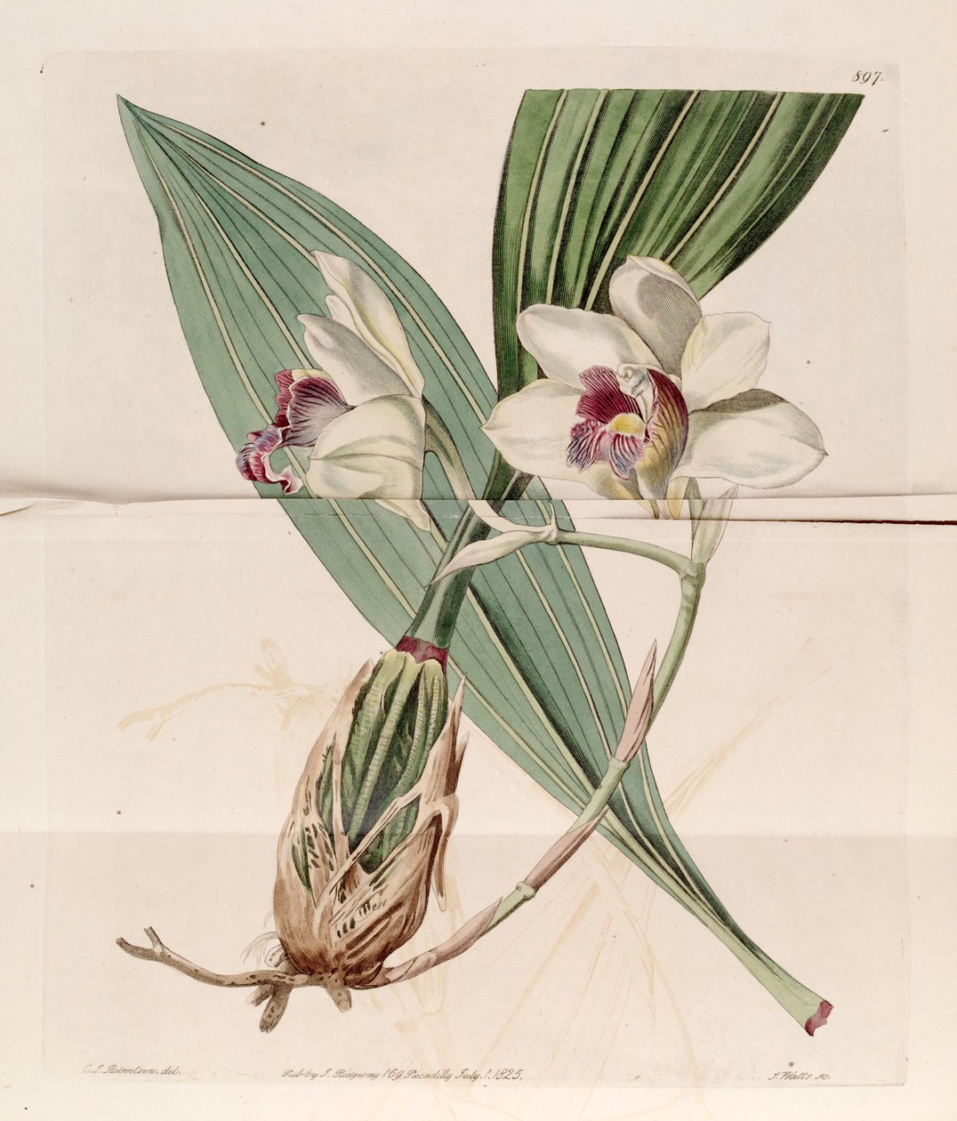Ilustração de Bifrenaria harrisoniae (como syn. Maxillaria harrisoniae) de J. C. Robertson