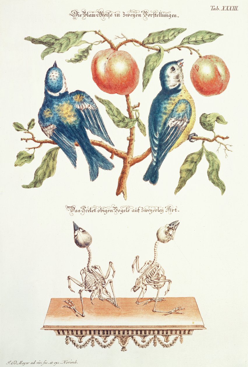Blue Tits from `agradável e útil de J. D. Meyer