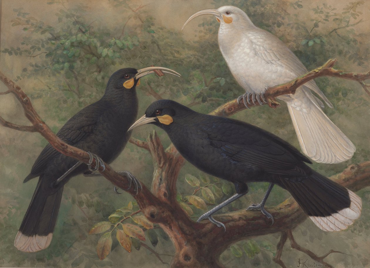 Três Huia (Heteralocha acutirostris) de J. G. Keulemans