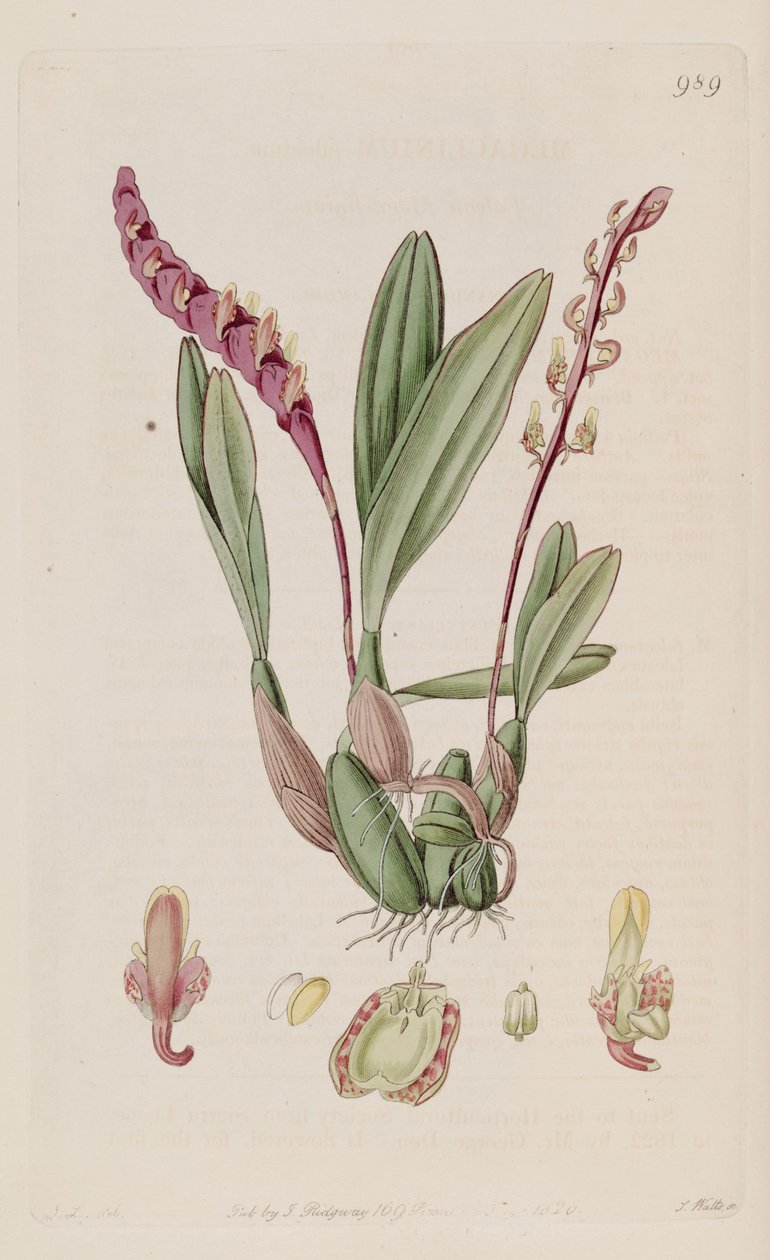 Ilustração de Bulbophyllum falcatum (como syn. Megaclinium falcatum) de J. L.