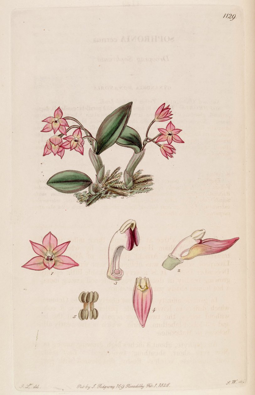 Ilustração de Sophronitis cernua (como syn. Sophronia cernua) de J. L.