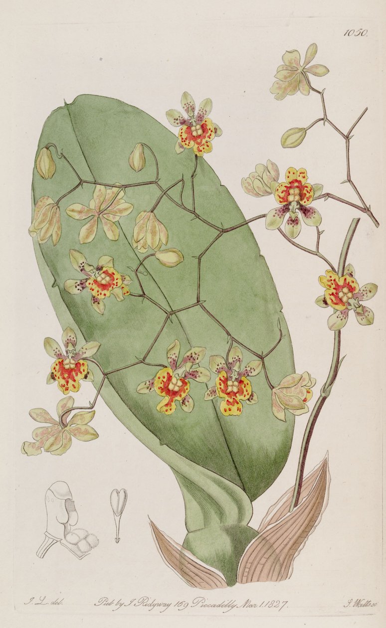 Ilustração de plantas gigante divarication de J. L. del.