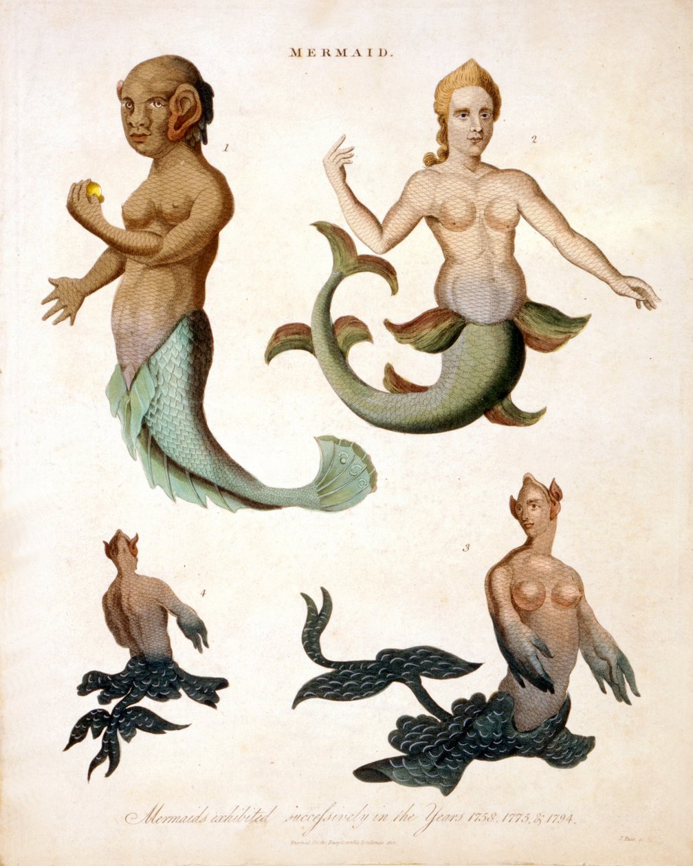 Sereia, da enciclopédia Londinensis, 1817 gravura colorida de J. Pass