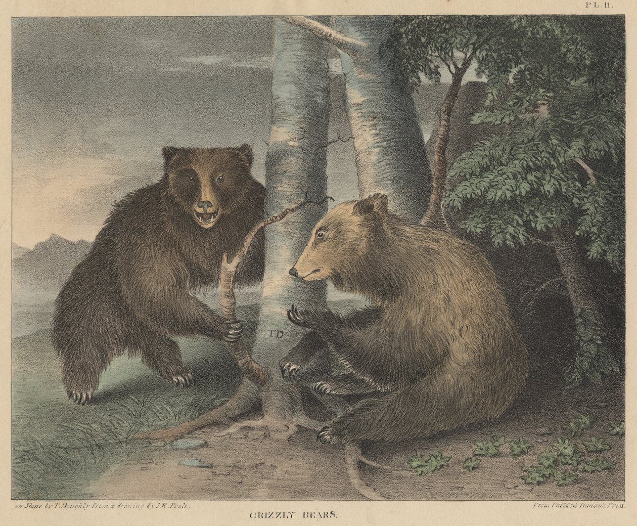 Grizzly Bears, gravado por Thomas Doughty, de Doughtys O Gabinete de História Natural e American Rural Sports, 1830 de J. R. Peale