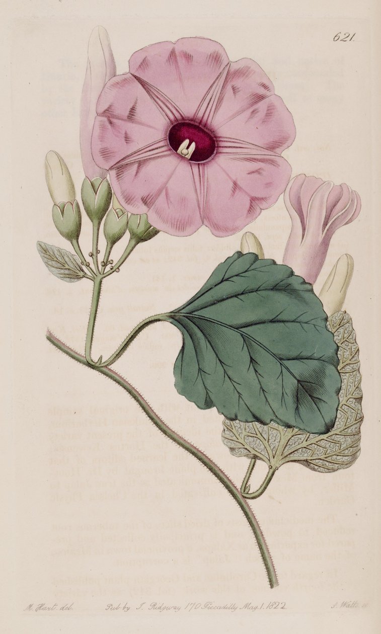 Ipomoea jalapa de J.Sims