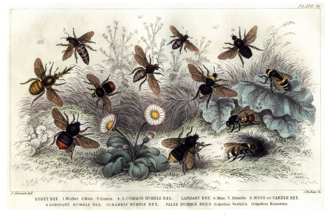 Estudo de diferentes abelhas, gravadas J. Bishop de J. Stewart