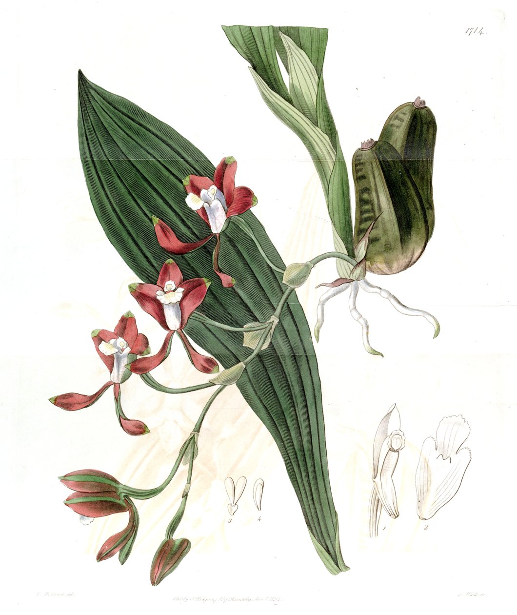 Batemannia colleyi de Jams  Watts